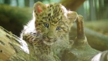 Zoološki vrt ima dvije nove prinove: Pogledajte preslatke mladunce kineskih leoparda
