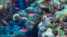 Znanstvenici identificirali koraljne grebene koji bi mogli preživjeti klimatsku krizu