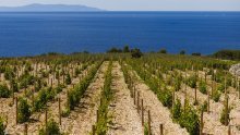 Hrvatska slavi platinu na Decanteru: Dalmatinska vinarija Markus s Pepejuhom osvojila svjetski vrh