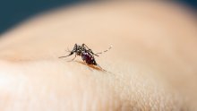Zašto baš vas 'obožavaju' komarci? Znanost napokon ima prilično jasne odgovore