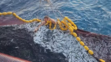 VIDEO Ovo se rijetko viđa: Ribar kod Visa bez razmišljanja skočio u more da bi spasio dupina