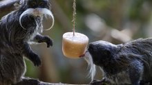 FOTO I njima je vruće: Pogledajte kako se rashlađuju simpatični stanovnici zoološkog vrta