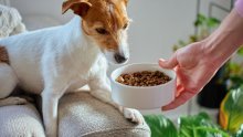 Pet grešaka koje vlasnici pasa često rade s hranom, a lako ih je izbjeći