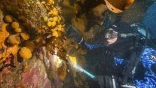 Antarktika krije malo biće koje bi moglo pomoći u borbi protiv raka kože