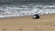 Australci pronašli neobične metalne kugle na plaži, svemirska agencija objasnila o čemu se radi