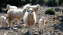 Mjere ograničenja naštetile kozarima i ovčarima: 'Ovakav zahtjev nije presedan'