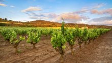 Francuski vinogradari upozoravaju: Visoke temperature i suša smanjuju urod i ubrzavaju berbu