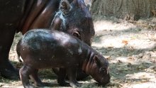 Preslatke vijesti iz zagrebačkog ZOO-a: Na svijet došlo mladunče ugroženih patuljastih vodenkonja