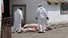 Zbog afričke svinjske kuge Srbija eutanazira 11 tisuća svinja blizu granice s Hrvatskom