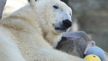 Uginula Larissa, najstarija ženka polarnog medvjeda na svijetu
