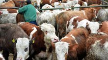 Ministarstvo: Nema govora o sukobu interesa u natječaju za veterinarske poslove