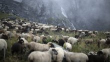 Grom ubio skoro 100 ovaca u Švicarskoj