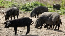 Otkriveni detalji skandaloznog šverca svinja zaraženih afričkom kugom