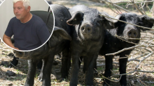 Javio se i vlasnik zaraženih svinja: Platio bih kaznu, ovo nije bilo potrebno!