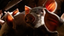 Prijavljeni novi slučajevi afričke svinjske kuge: Evo gdje je najveće žarište