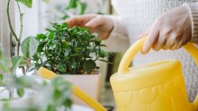 Zaboravili ste na zalijevanje? Ovo su suptilni znakovi kojima vas vaša sobna biljka moli za vodu