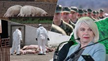 Kuga kosi sve pred sobom, na rubu smo vojne intervencije: Hoće li svinjetina poskupjeti?
