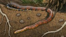 Fosil zmije iz doba dinosaura otkrio veliku tajnu njihove evolucije