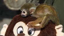 Majmunčič Punch rastopio svijet ljubavi prema plišanom orangutanu, danas slavi prvi rođendan