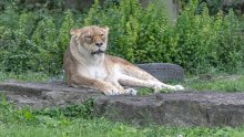 Tuga u zagrebačkom ZOO-u: Lav napao i usmrtio lavicu