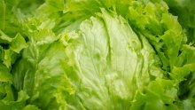 Gomilaju se problemi: Salata im je poskupjela, a uzrokuje i neugodnu zarazu