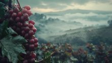 Francuski vinari u strahu: Požari bi mogli ostaviti trag u čaši vina