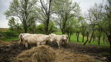 Tri osobe oboljele od bruceloze u Hercegbosanskoj županiji