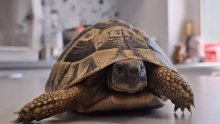 Zagrebački zoološki spašava životinje: Ove godine primili rekordni broj u svoje oporavilište