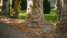 Gradski parkovi puni otpalog lišća, a nije jesen: Stručnjaci objašnjavaju što se događa