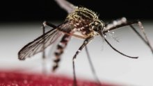 U našem susjedstvu otkriven virus za koji nema cjepiva ni lijeka