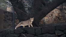Može li se smanjiti učestalost požara? 'Lijepo je vidjeti bor naslonjen na kuću, ali...'