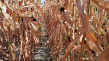 Europski farmeri na koljenima: Suša i vrućine uništavaju usjeve, urod povrća pao i do 100 posto