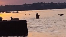 VIDEO Malo razgibavanja u plićaku kod Nina pretvorilo ga u internetski hit