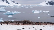 Rastuće temperature Antarktiku pretvaraju u žarište otrovnog onečišćenja