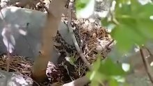 VIDEO Poskok na Velebitu uživa u jedenju ptice: 'Priroda nije uvijek nježna'