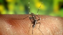 U Grčkoj skočio broj zaraženih virusom zapadnog Nila, teški oblici mogu biti kobni
