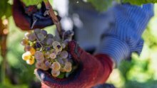 Je li suša vinogradarima pomrsila planove? 'Manje je grožđa, ali...'