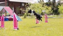 Veterinarka upozorava: Ovih sedam pogrešaka u parku za pse može mu stvoriti stres