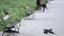 Važne upute za građane: Što učiniti ako pronađete uginulu vranu i kome se trebate javiti