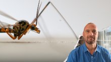 Širi se virus Zapadnog Nila: Stručnjak objašnjava zašto raste rizik i kako se zaštititi