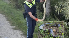 Anakonda pronađena na obali Dunava: Žena ju uočila dok se sunčala