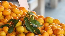 Kreće borba za neretvanske mandarine: Vlada daje milijun eura za suzbijanje jedne muhe