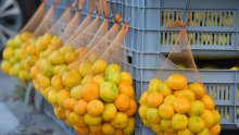 Neretvanske mandarine ove godine skuplje: Urod manji, a proizvođače muči i veliki neprijatelj