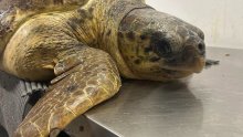 Udica i najlon presudili Dini: Glavata želva uginula unatoč trudu stručnjaka