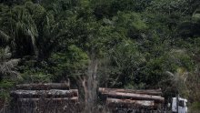 UN upozorava: Svijet ima sve manje vremena za spas šuma