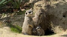 Veselje u zagrebačkom ZOO-u: Bogatiji su za dva mladunca merkata