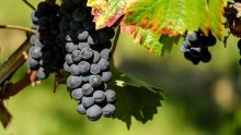 Sinj upozorio vinogradare oko opasne bolesti: Evo što napraviti u slučaju zaraze