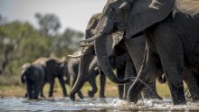 WWF upozorava: Populacije kralježnjaka u svijetu sve su manje