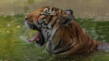 Užas u zoološkom vrtu: Muškarac uskočio među tigrove, nije dobro prošao
