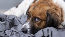 Tko će se brinuti o vašem ljubimcu ako vam se nešto dogodi? Usmeno obećanje nije dovoljno